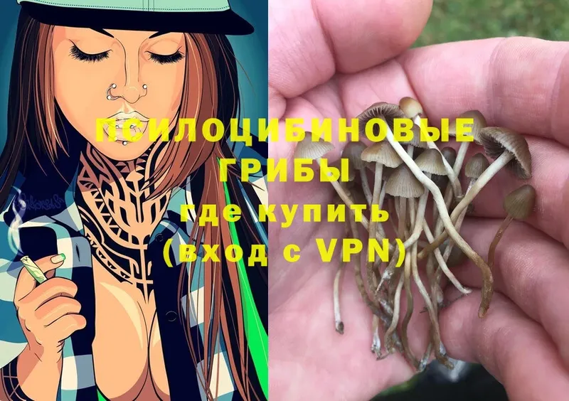 Псилоцибиновые грибы Psilocybe  Карачаевск 